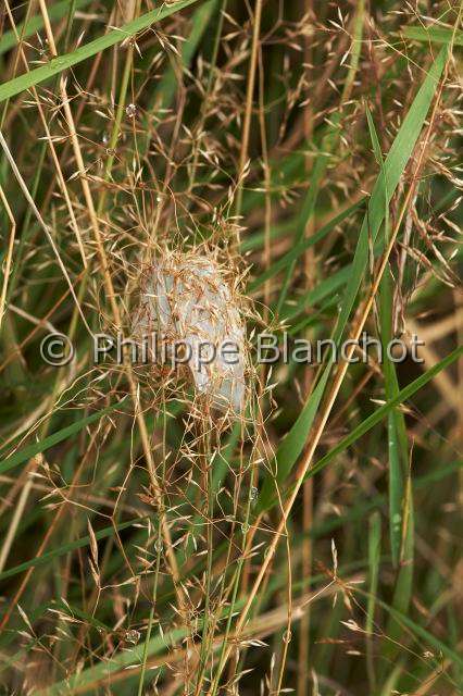 Eutichuridae_0286.JPG - France, Morbihan (56), Araneae, Eutichuridae, Chiracanthe ponctué (Chirachantium punctarium), loge de soie, Long-legged sac spiders